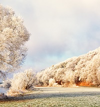 February image - wintery trees and grass