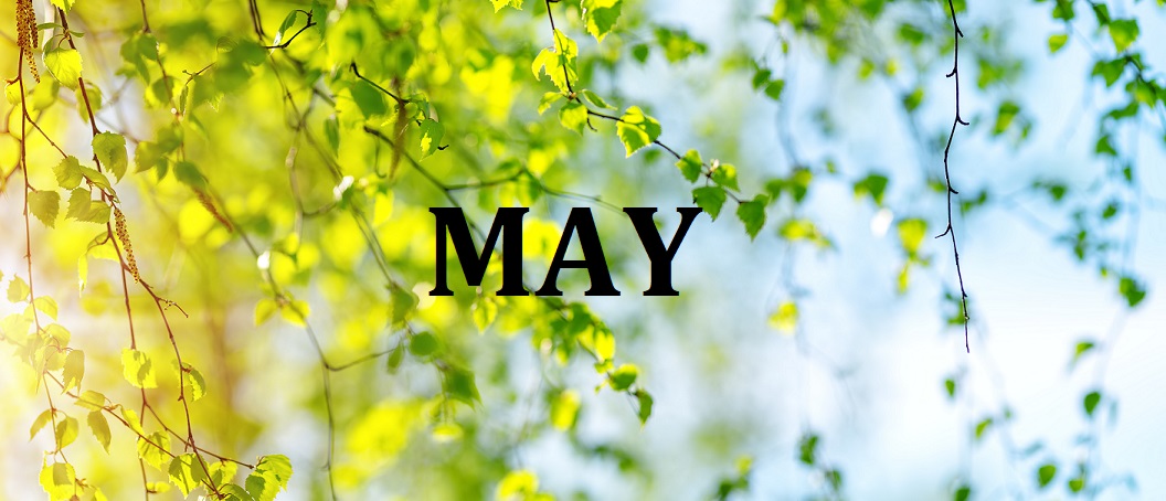 Sunlight on fresh green leaves opening on a birch tree, represents the month of May
